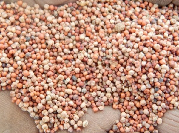 Teso Kyere Finger Millet Varieties