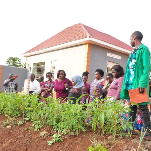 Empowering Slow Food Communities: Slow Food Uganda Organized a Knowledge Exchange Visit for Urban Farmers from Kampala to Enhance their Understanding of Agroecology and Fostering the Establishment of Urban Gardens.